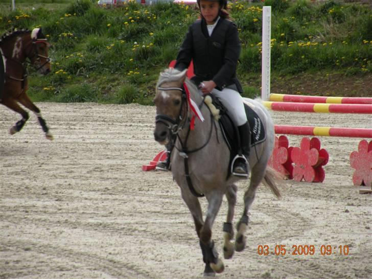 Welsh Pony (sec B) Låddenhøjs Medina** SOLGT** billede 16