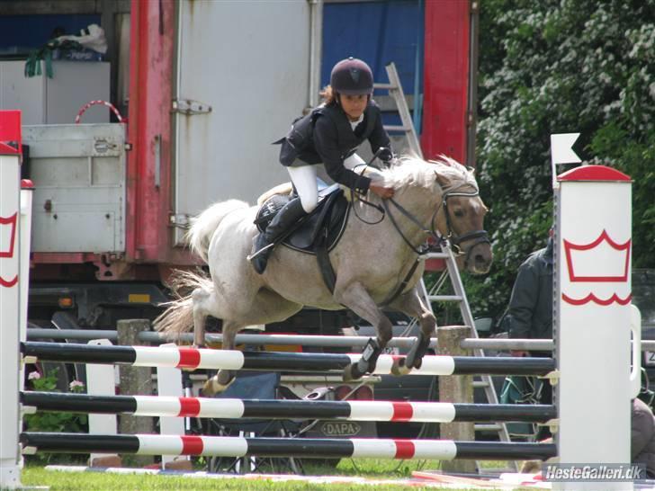 Welsh Pony (sec B) Låddenhøjs Medina** SOLGT** billede 17