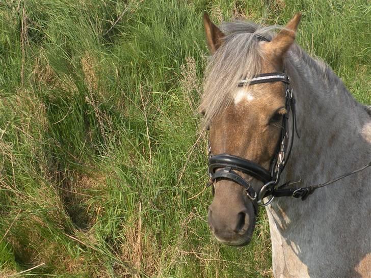 Welsh Pony (sec B) Låddenhøjs Medina** SOLGT** billede 19