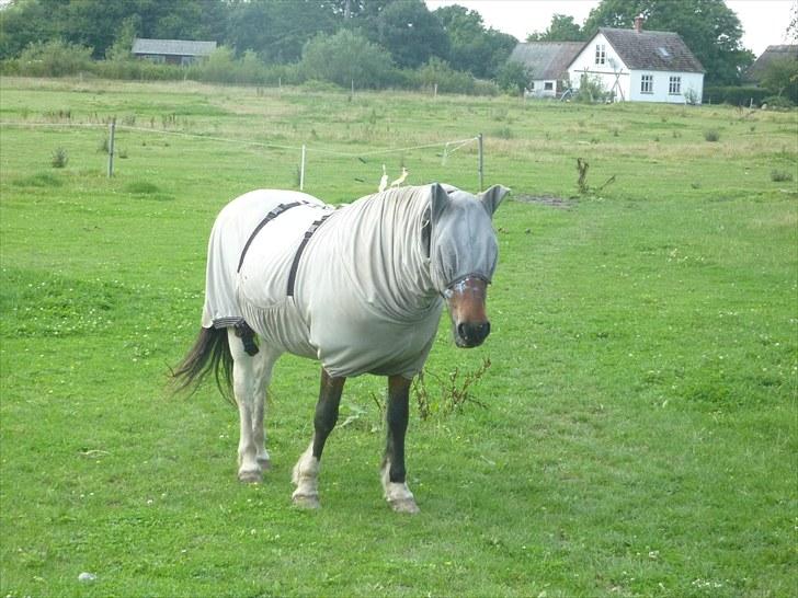 Islænder Lülli fra Krossi R.I.P  - #2 nyt. Lülli med eksem dækket på rumhesten billede 2