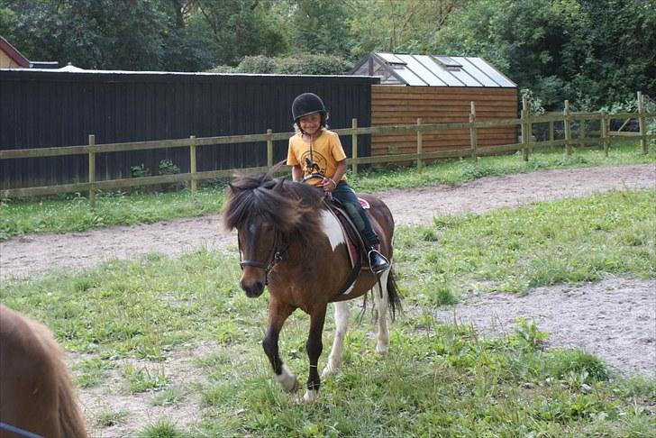 Islænder Lülli fra Krossi R.I.P  - #3. nyt i tölt billede 3