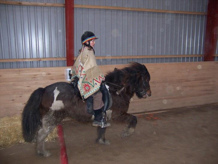 Islænder Lülli fra Krossi R.I.P  - #4. nyt Gry og Lülli i tölt billede 4