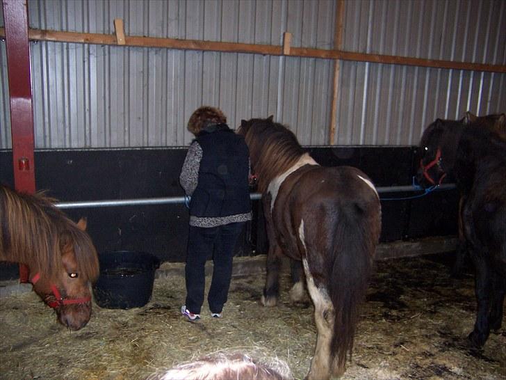 Islænder Lülli fra Krossi R.I.P  - #6.  nyt da vi hente ham efer flyve tur  billede 6