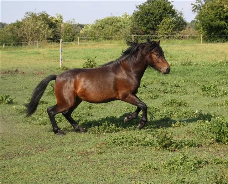 Dartmoor Anc-Neu Kao billede 3