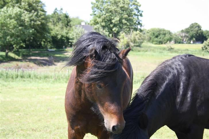 Dartmoor Anc-Neu Kao billede 8