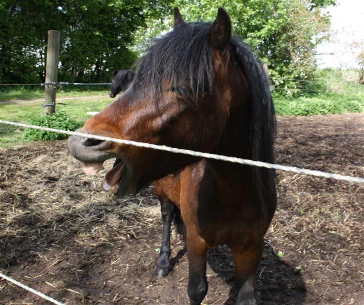 Dartmoor Anc-Neu Kao billede 4