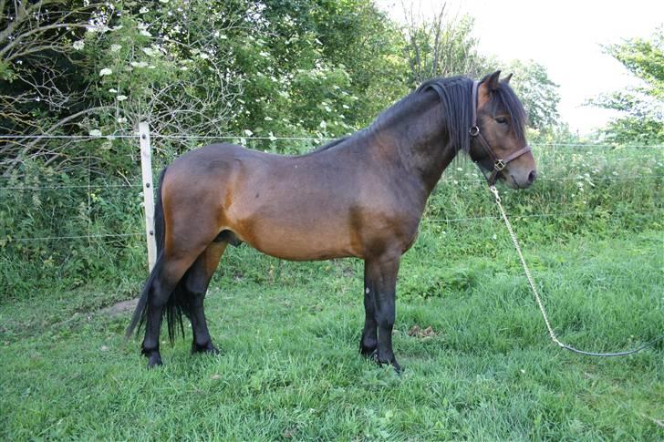 Dartmoor Anc-Neu Kao billede 9