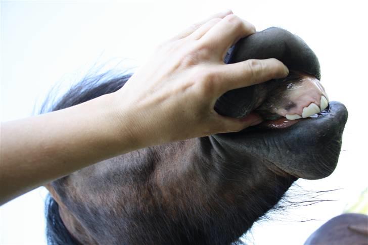 Dartmoor Anc-Neu Kao billede 10