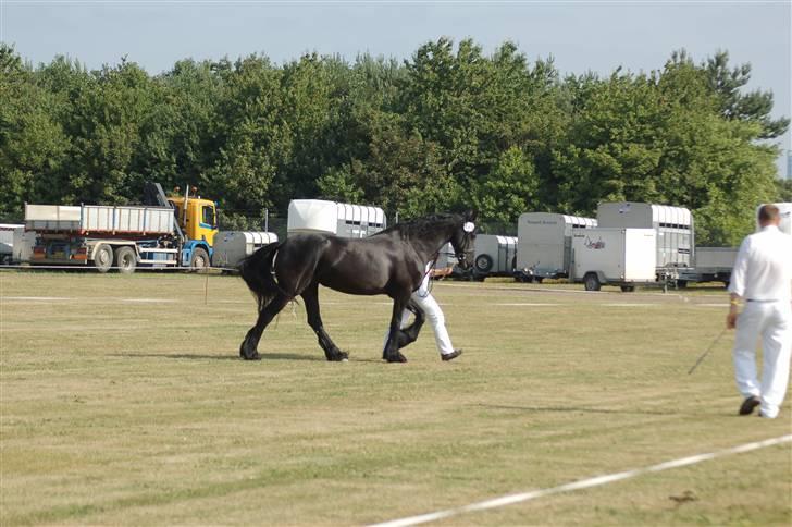 Frieser Wieske - herning billede 6
