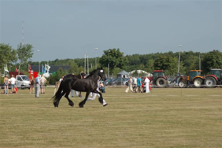 Frieser Wieske - herning billede 7