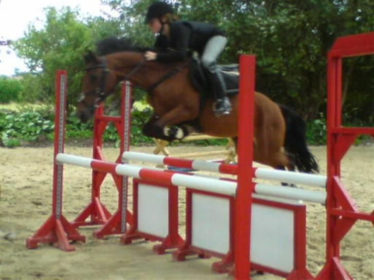 Anden særlig race Nørremarks Dunja billede 5