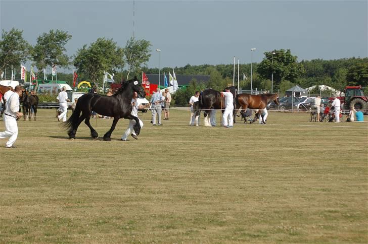 Frieser Wieske - herning 2009 billede 10