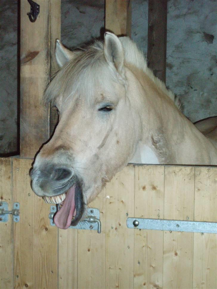 Fjordhest Pan - Du er KEDELIG !! ;)  billede 3