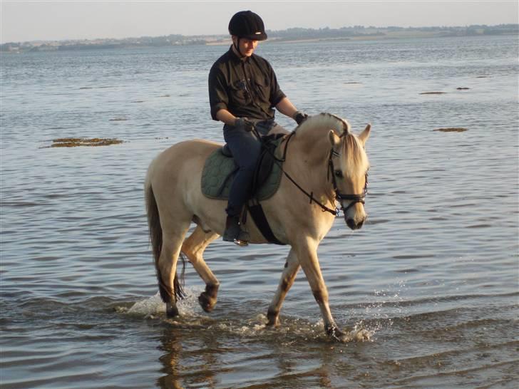 Fjordhest Pan billede 11