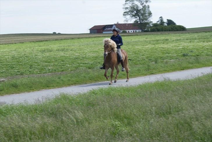 Islænder Laxi fra Skovbrynet R.I.P - #1. velkommer til Laxi profil  billede 1