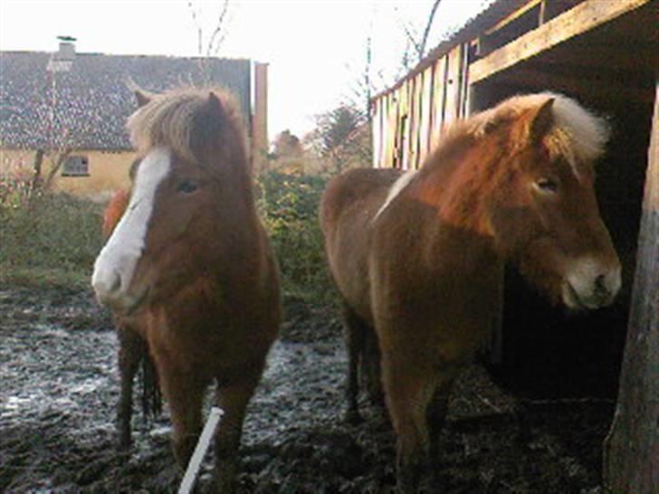 Islænder Laxi fra Skovbrynet R.I.P - #2. Laxi med hans halvsøster Dottla er de ikke søde sammen  billede 2