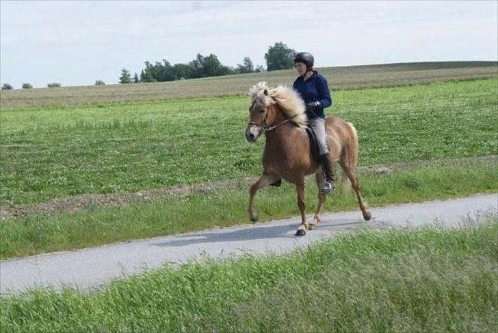 Islænder Laxi fra Skovbrynet R.I.P - #3. nyt Laxi og anette i tölt... billede 3