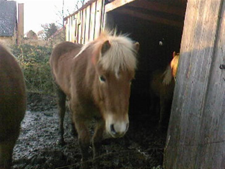 Islænder Laxi fra Skovbrynet R.I.P - #4. hvad sker der lige her er der noget til mig  billede 4