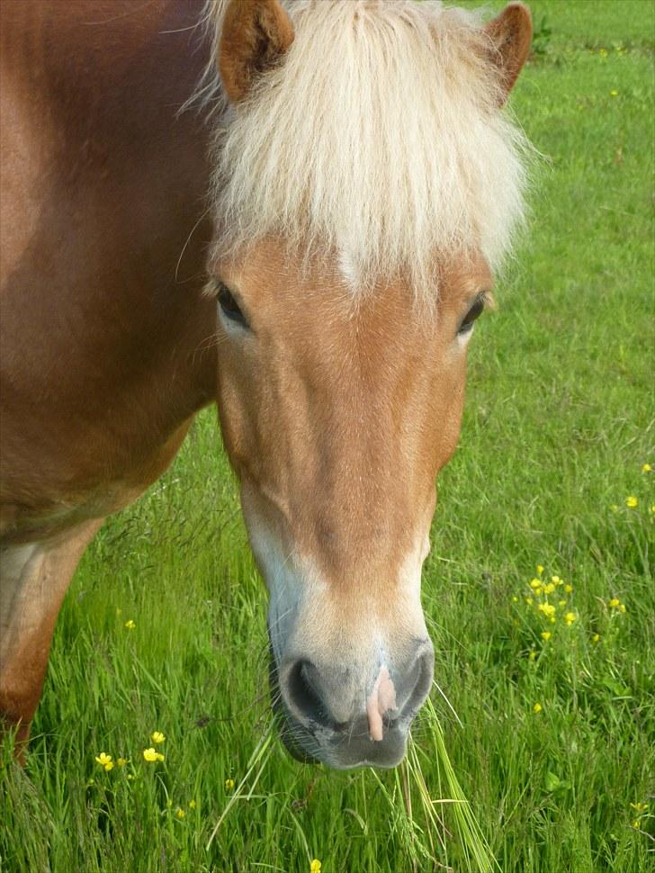Islænder Laxi fra Skovbrynet R.I.P - #5. heii er det mig i alle sammen kigger på  billede 5