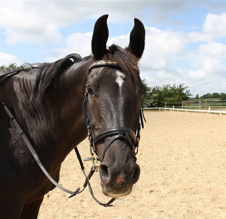 Oldenborg Chanel ( R.I.P) - Velkommen til Chanels profil billede 1
