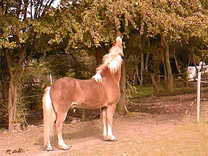 Islænder Laxi fra Skovbrynet R.I.P - #6. mums de her sq i bare prøve at smage de er gode billede 6