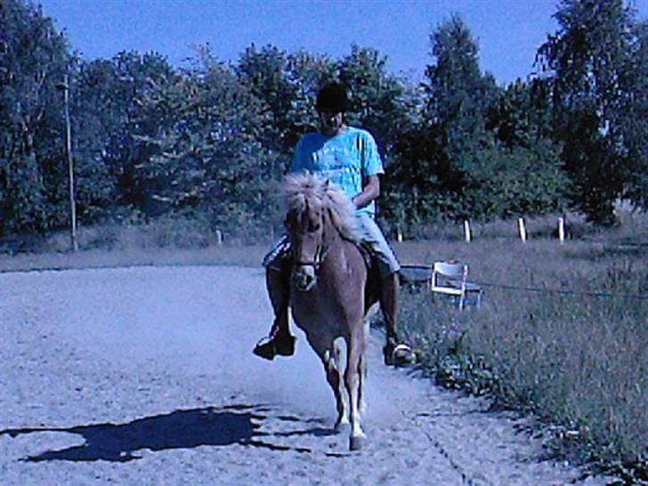 Islænder Laxi fra Skovbrynet R.I.P - #7. min far igen i lidt gris billede 7