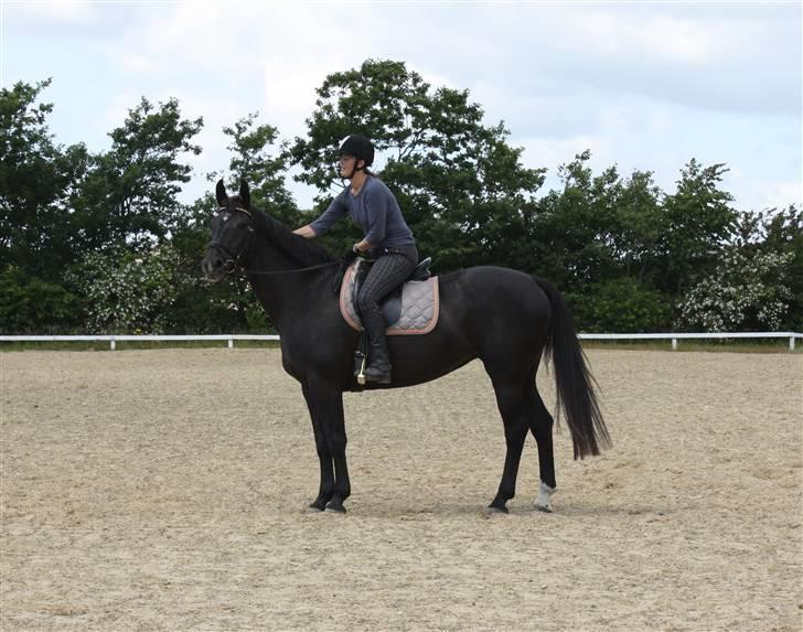 Oldenborg Chanel ( R.I.P) billede 3