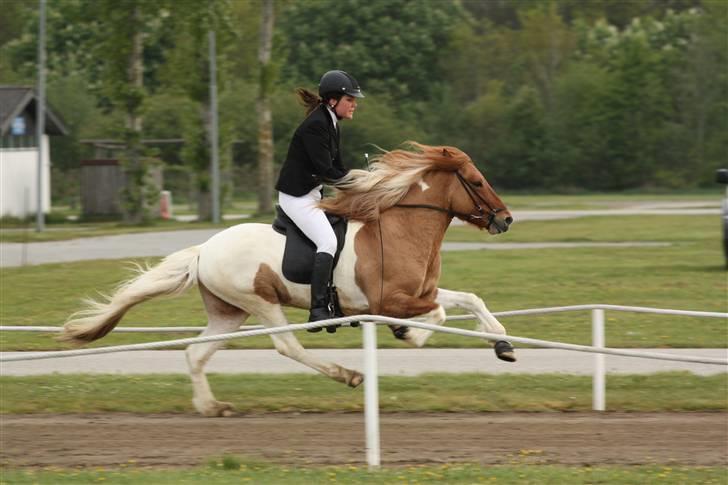 Islænder Almar frá Ketilsstöðum - Galop . Kåring , Herning . Redet af Iben Andersen . billede 4