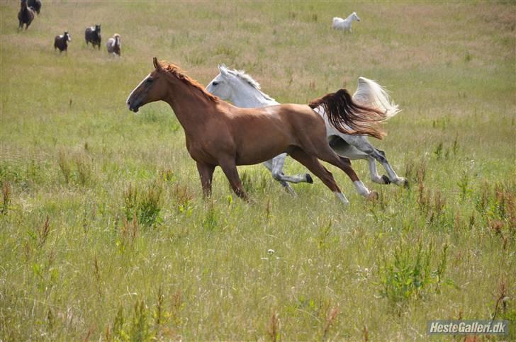 Dansk Varmblod Jack - NYT. jack og sonny på sommergræs.. <3 billede 5