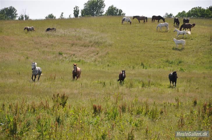 Dansk Varmblod Jack - NYT.santos, jack, angelina. mitsy.. på sommergræs:)  billede 6