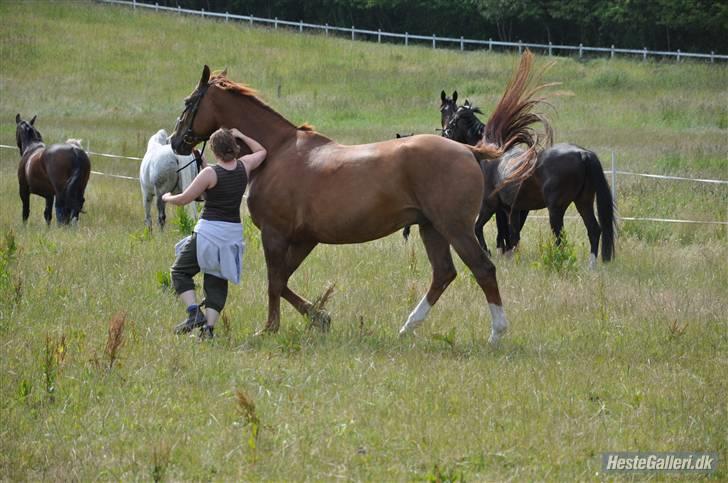 Dansk Varmblod Jack - NYT. da jack skull på sommergræs.. han er vild og vil bare gerne løbe.. billede 7