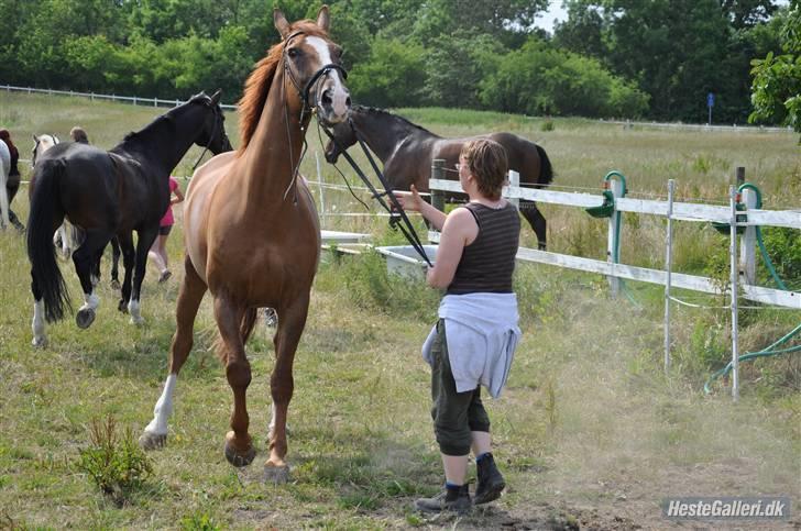 Dansk Varmblod Jack - NYT. så slip mig dog kvinde.. da jack skull på sommergræs.. billede 8