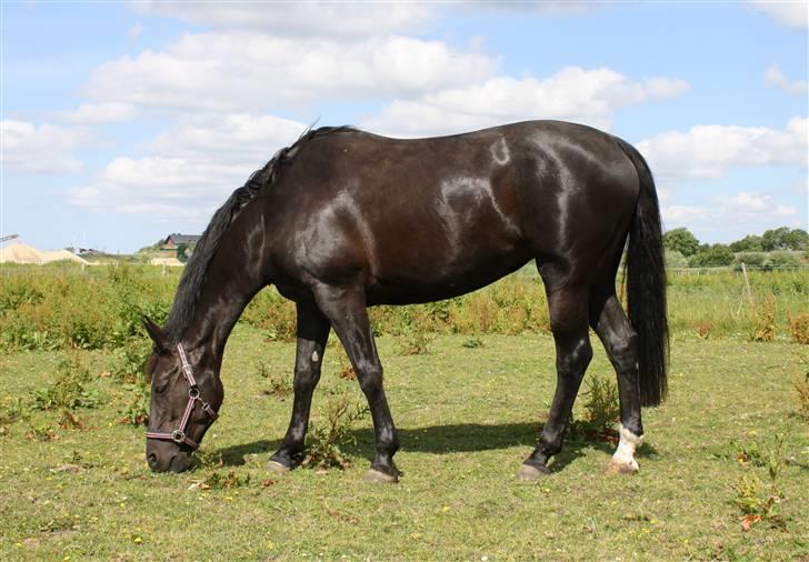 Oldenborg Chanel ( R.I.P) - Det er nu dejligt med en slapper på marken  billede 6