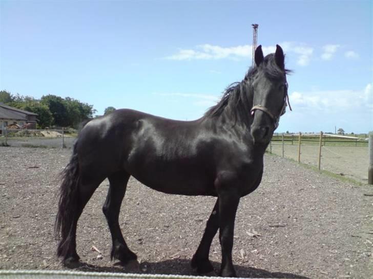 Frieser Teakje J-Zafir-  - Velkommen til min Sorte Perles profil..  billede 1