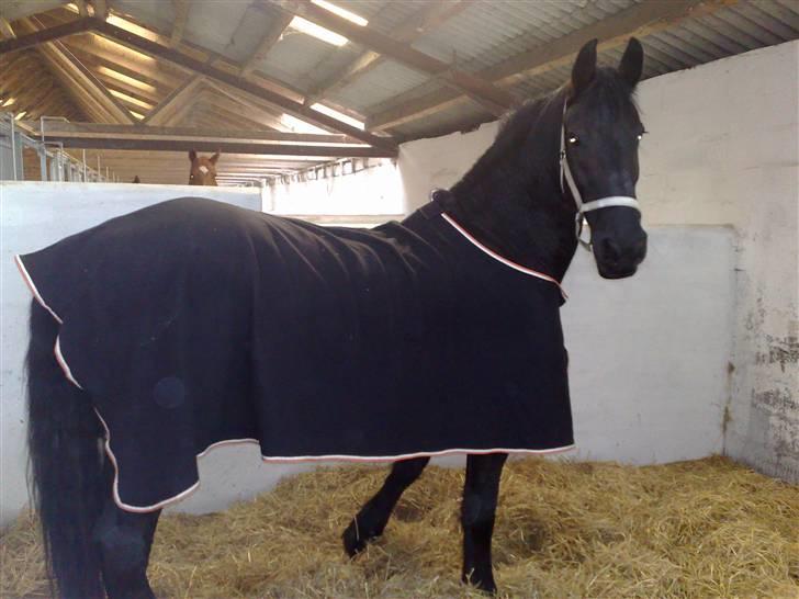 Frieser Teakje J-Zafir-  - Smuuuk.. billede 6