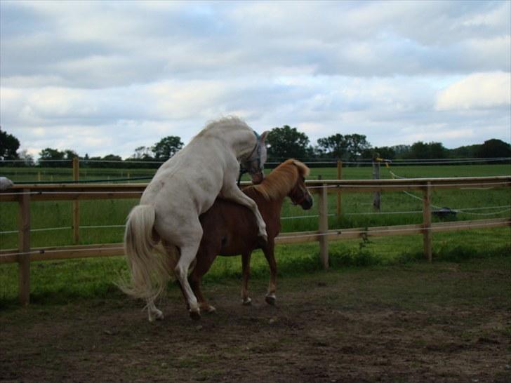 Anden særlig race Amanda - Bedækning sommeren 2010 billede 15