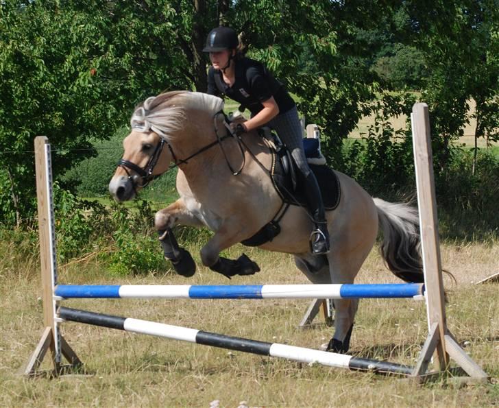 Fjordhest Mastrup Zolo *Solgt* - Springtræning d. 05.07.09 billede 16