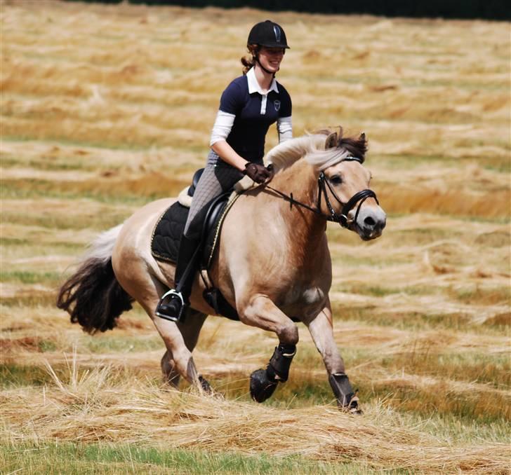 Fjordhest Mastrup Zolo *Solgt* - Frisk galop på marken d. 07.07.09    billede 18