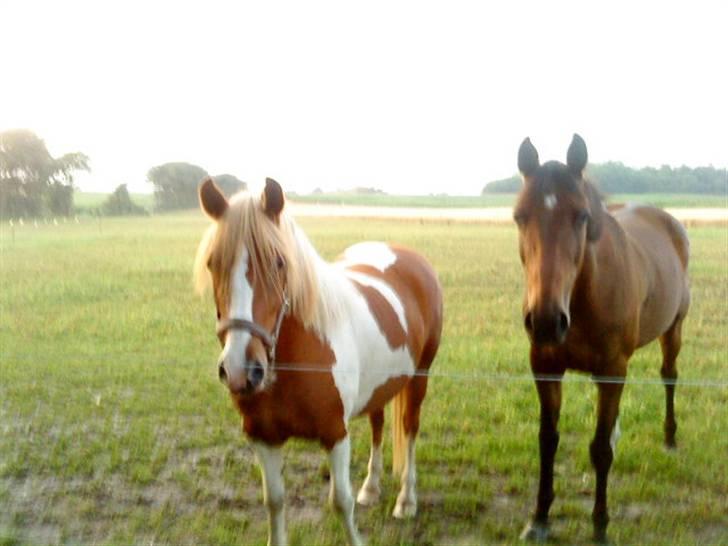 Anden særlig race Shiney *solgt* - <3 billede 4