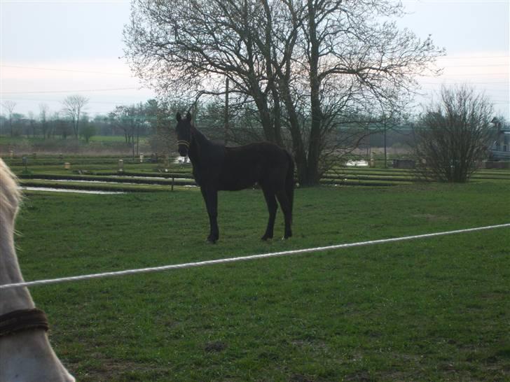 Anden særlig race Bjøslevsgaards Santana - Hygge på marken..:) billede 7