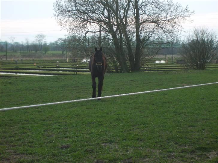 Anden særlig race Bjøslevsgaards Santana - Arhh, skal man lige gå hen og sige goddag..  billede 8