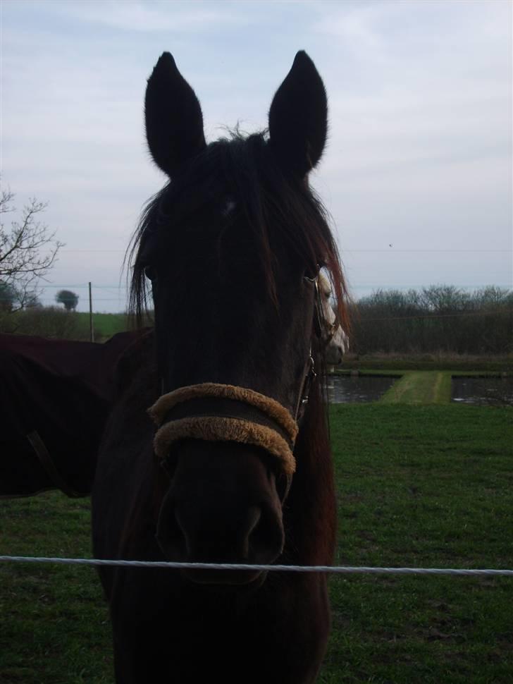 Anden særlig race Bjøslevsgaards Santana - halløj...  billede 9