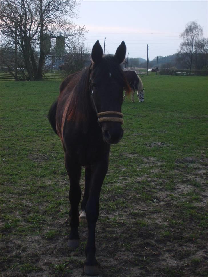 Anden særlig race Bjøslevsgaards Santana billede 10