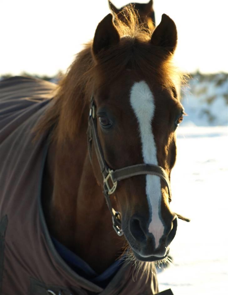 Anden særlig race Odin - - Velkommen til Odin´s profil !<3  billede 1