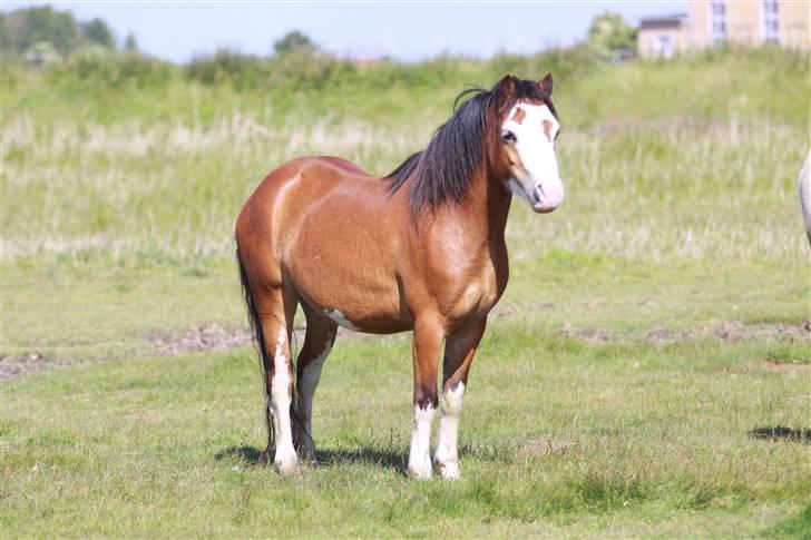 Welsh Mountain (sec A) Clausholm Dot billede 16