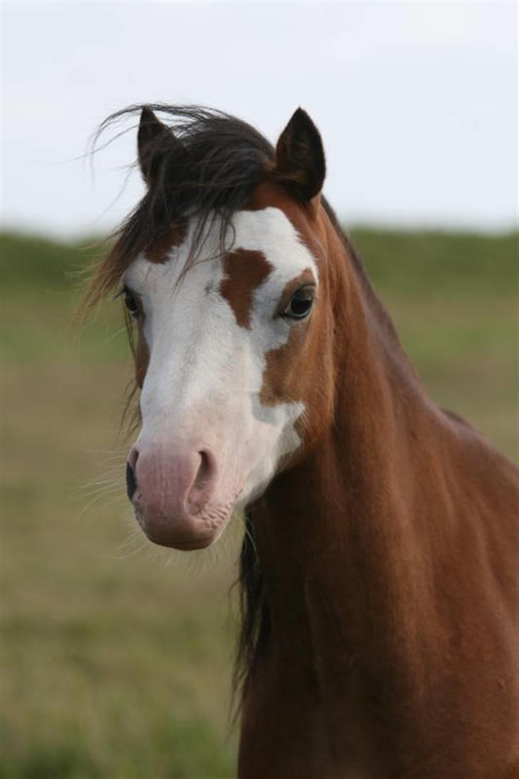 Welsh Mountain (sec A) Clausholm Dot billede 17