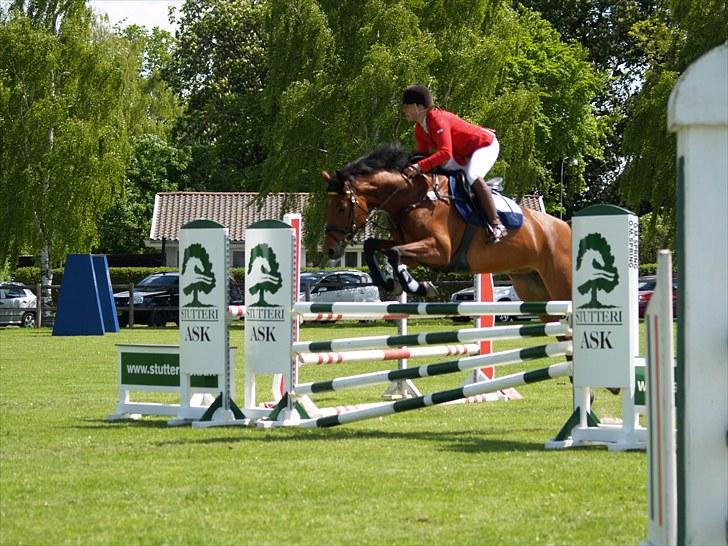 Dansk Varmblod San Greal H - LA billede 20