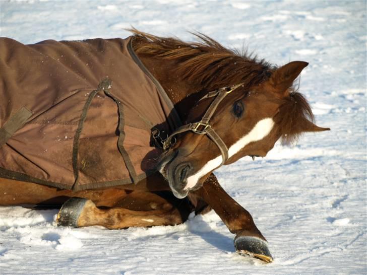 Anden særlig race Odin - - Odin i december 09 - min sødetrold... billede 5