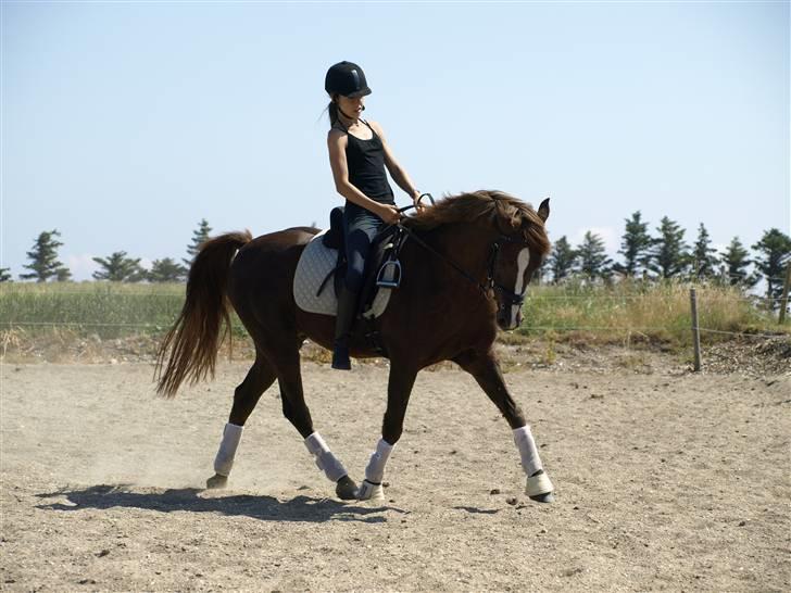 Anden særlig race Odin - - Din og jeg - vores første ridetur.. Han er en stjerne pony! billede 6