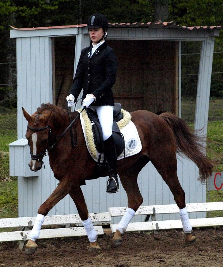 Anden særlig race Odin - - Odin <3 billede 7